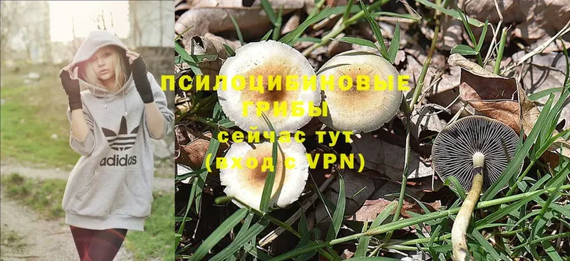 Псилоцибиновые грибы Psilocybe  наркошоп  Ивантеевка 